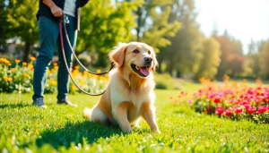 Engaging dog training Irvine session with a focused golden retriever and trainer in a sunny park.